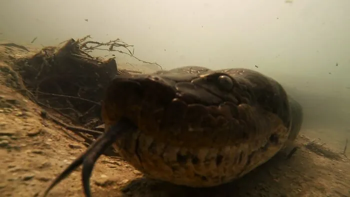 I Am An Underwater Enthusiast And Videographer, And Here Are Some Of The Closest Moments I Had With Apex Predators