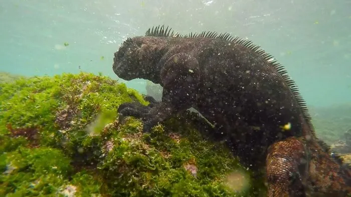 I Am An Underwater Enthusiast And Videographer, And Here Are Some Of The Closest Moments I Had With Apex Predators