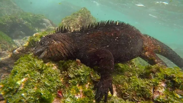 I Am An Underwater Enthusiast And Videographer, And Here Are Some Of The Closest Moments I Had With Apex Predators