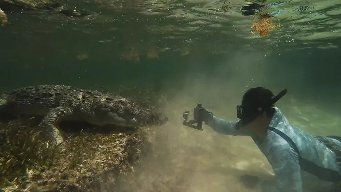 I Am An Underwater Enthusiast And Videographer, And Here Are Some Of The Closest Moments I Had With Apex Predators
