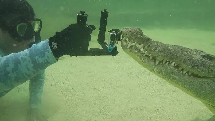 I Am An Underwater Enthusiast And Videographer, And Here Are Some Of The Closest Moments I Had With Apex Predators