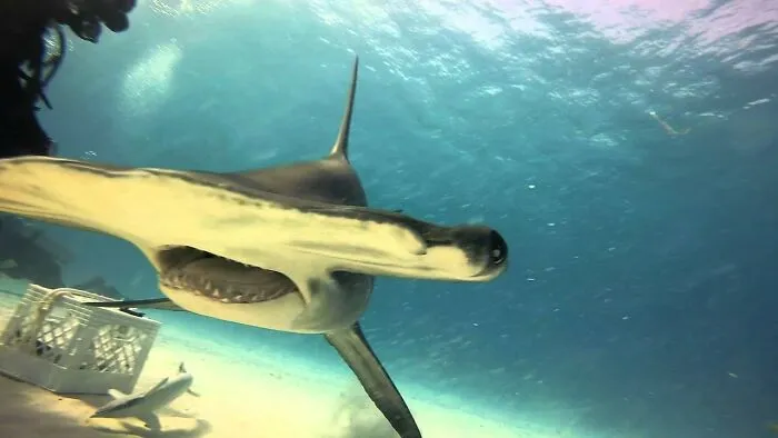 I Am An Underwater Enthusiast And Videographer, And Here Are Some Of The Closest Moments I Had With Apex Predators