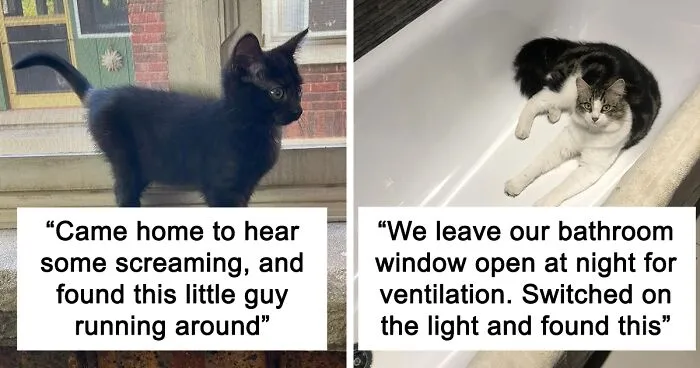People Are Sharing Photos Of Their Best 'My House, Not My Cat' Encounters (40 New Pics)