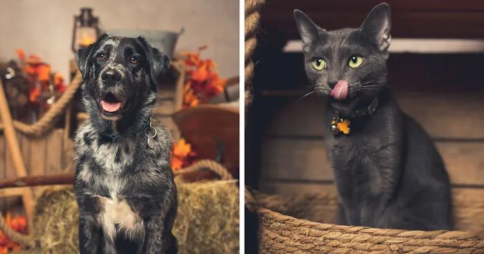 I Am A Professional Pet Photographer, And These Are The Best Shots I Took (25 Pics)