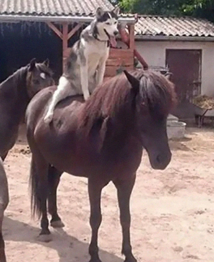 40 Fotos cómicas y extrañas de animales en lugares "donde no deberían estar"