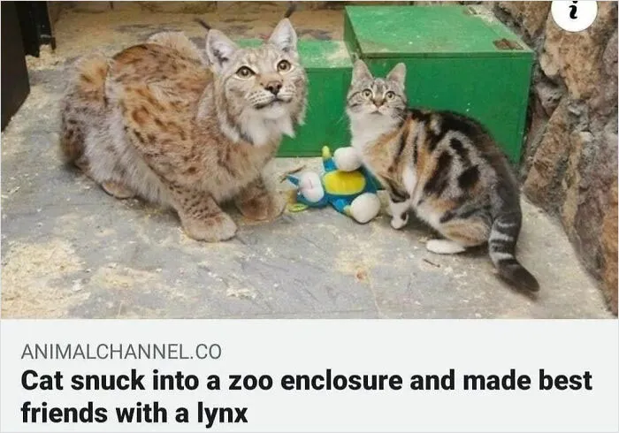 Animals-Places-They-Shouldnt-Be-Pics