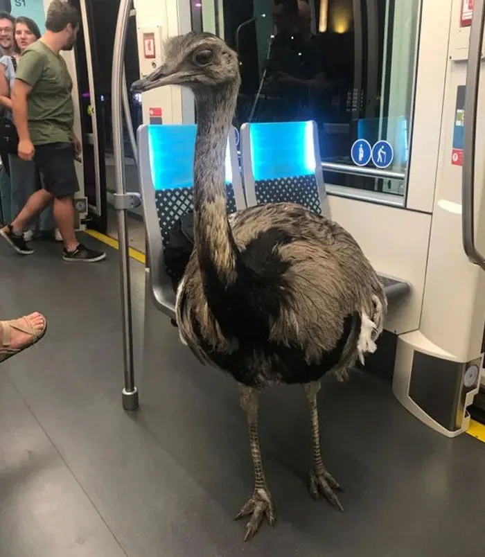 40 Fotos cómicas y extrañas de animales en lugares "donde no deberían estar"