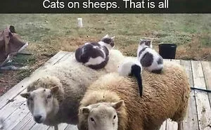 50 Hilarious And Bizarre Pics Of Animals “Where They Shouldn’t Be”