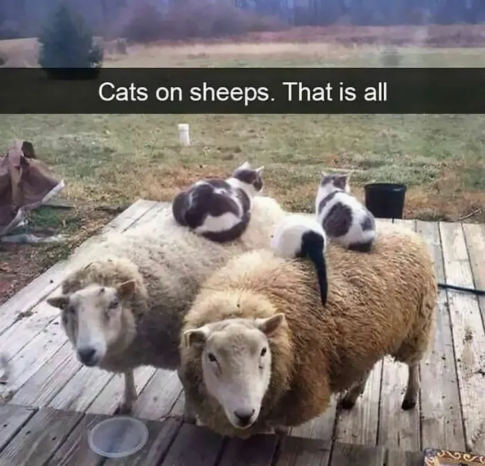 50 Hilarious And Bizarre Pics Of Animals “Where They Shouldn’t Be”