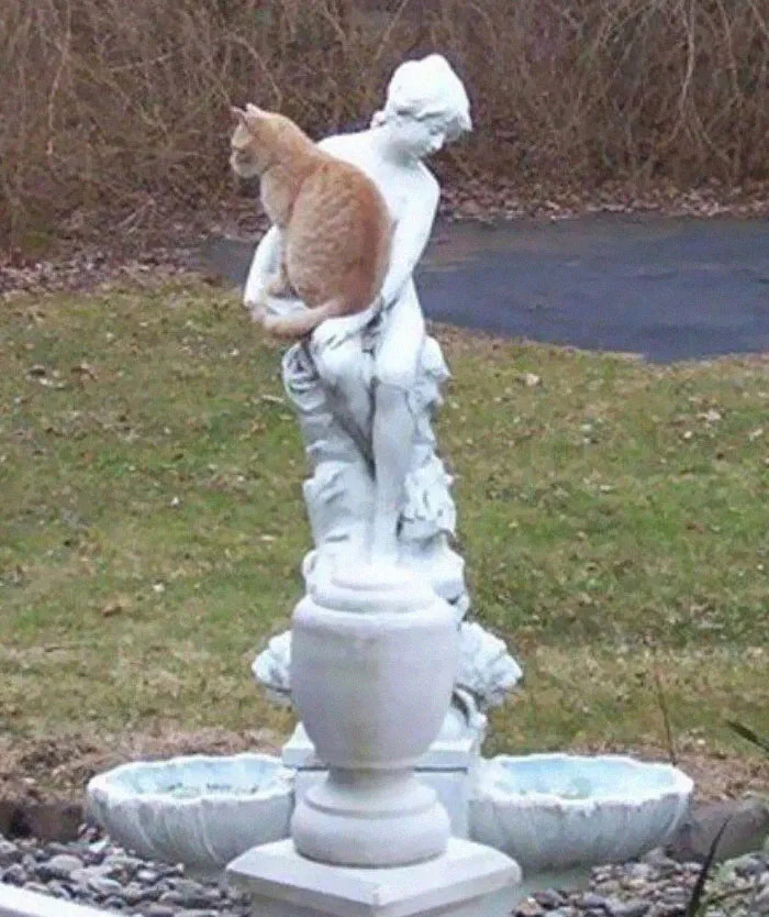40 Fotos cómicas y extrañas de animales en lugares "donde no deberían estar"