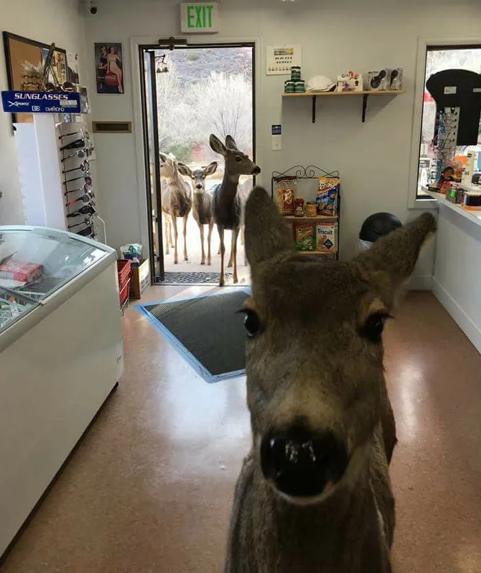 40 Fotos cómicas y extrañas de animales en lugares "donde no deberían estar"