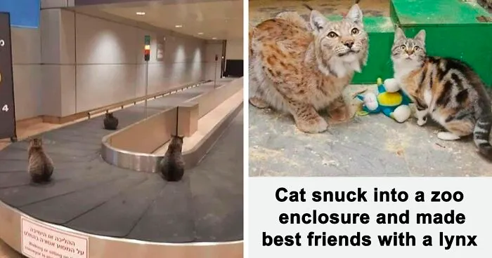 50 Hilarious And Bizarre Pics Of Animals “Where They Shouldn’t Be”