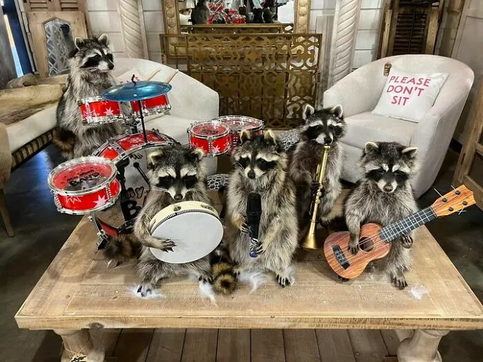 Rackoon Roll-Band