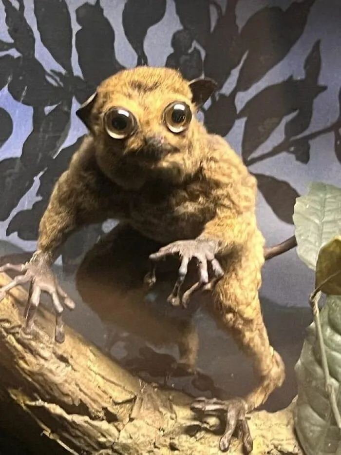 I Think This Was A Bushbaby, Either Way, He Seen Some S**t