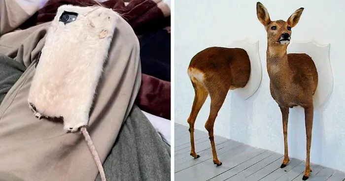 "Bad Taxidermy": 35 Examples Of Taxidermy That's So Horrific It's Funny