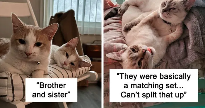 A Wholesome Twitter Thread Proves Why You Should Always Adopt Cats In Pairs (40 Pics)
