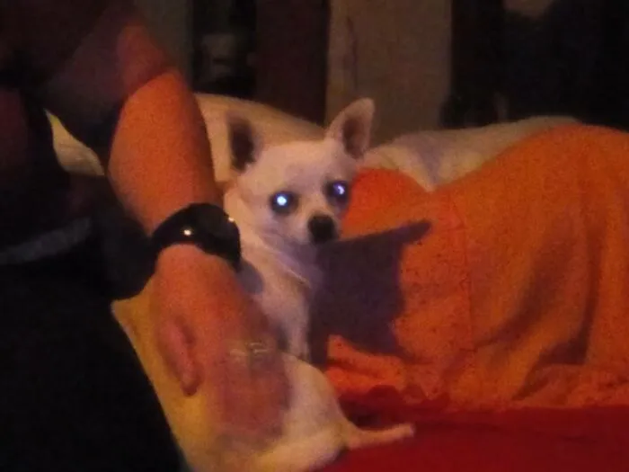 Tiny Demon