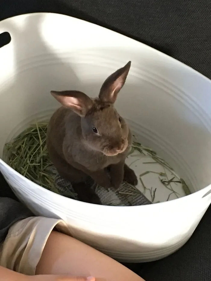 Mini Rex Rabbit - Teddy