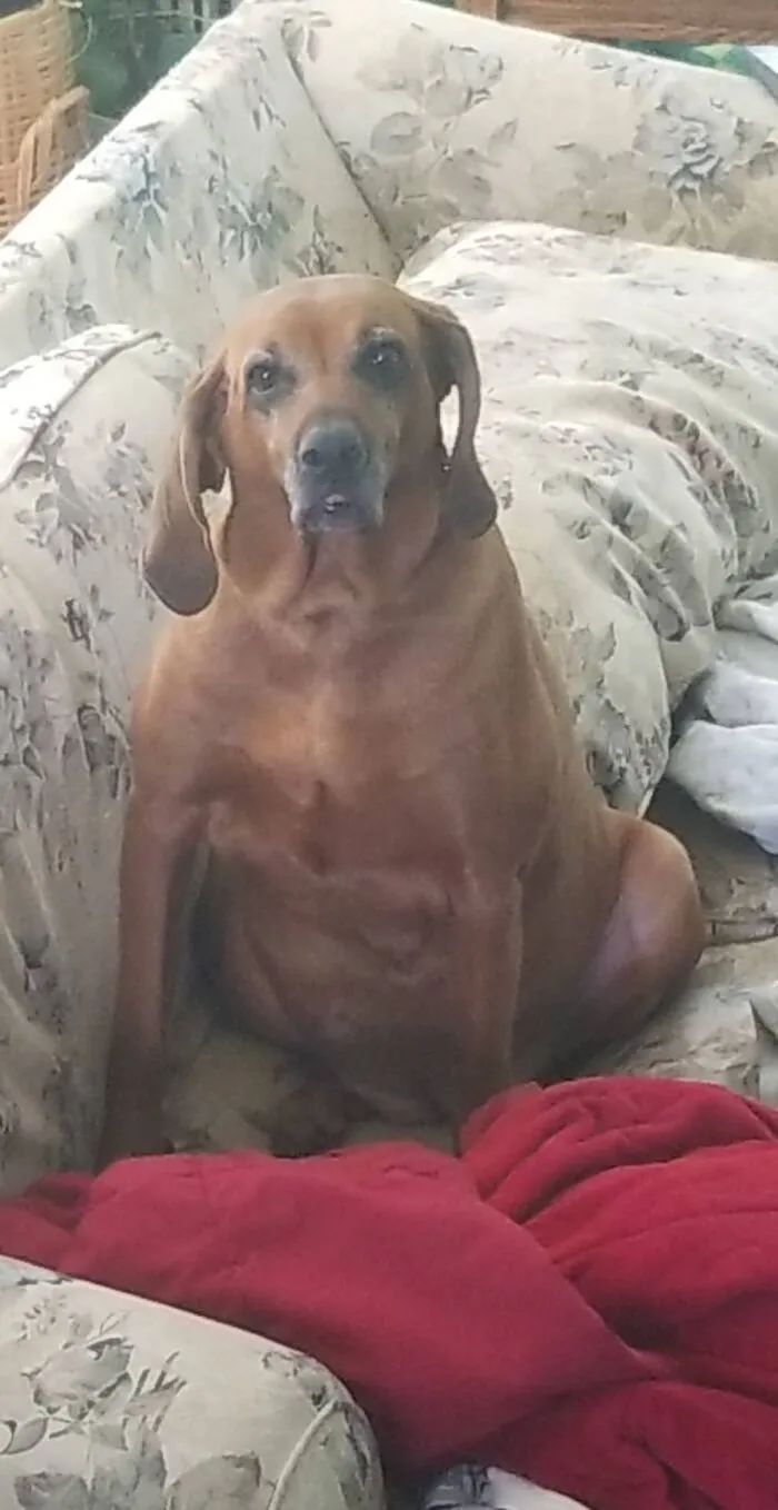 Zoey My Fat Lumpy Dog