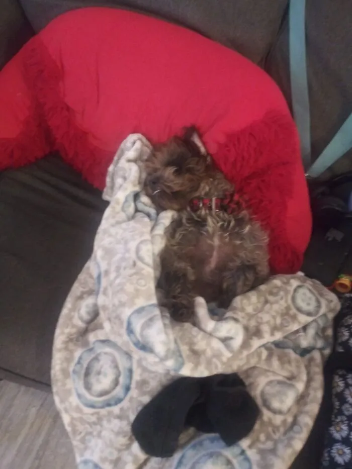 This Is Princessif She Sleeps It Must Be With A Blankie Or Cuddles