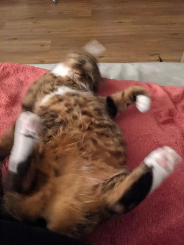Blurry Kitty