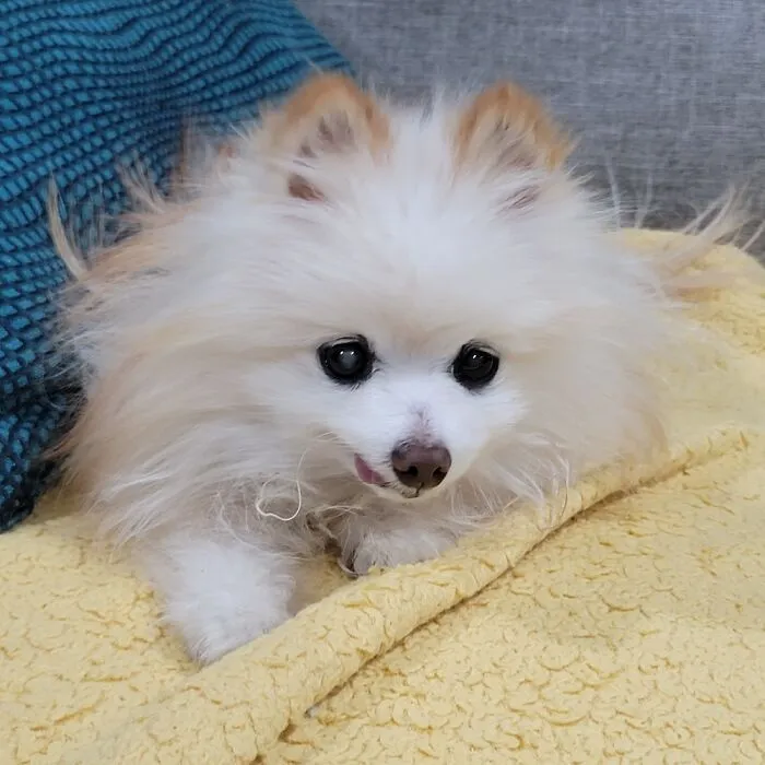 He Is 15 Years Old Now.  Such A Good Boy!