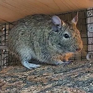 XDegu