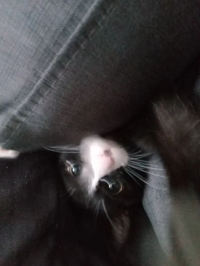 This Is Pixie, She Recently Discovered What Its Like Behind The Couch Cushons