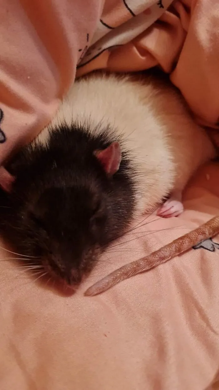 Rest In Peace, Mr. Sushi. (Not A Lone Rat. Never Keep Rats Alone.)