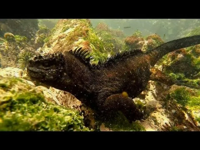 I Am An Underwater Enthusiast And Videographer, And Here Are Some Of The Closest Moments I Had With Apex Predators