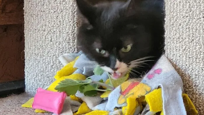Catnip Is A Vegetal, Is Green, So Must Be