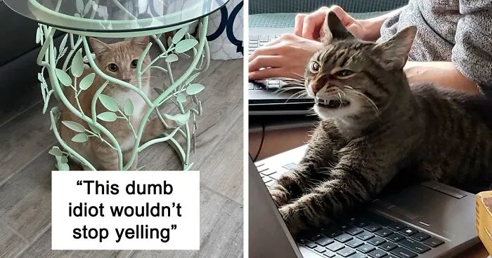 50 Cats Who Are Just Too Derpy For Their Own Good (New Pics)