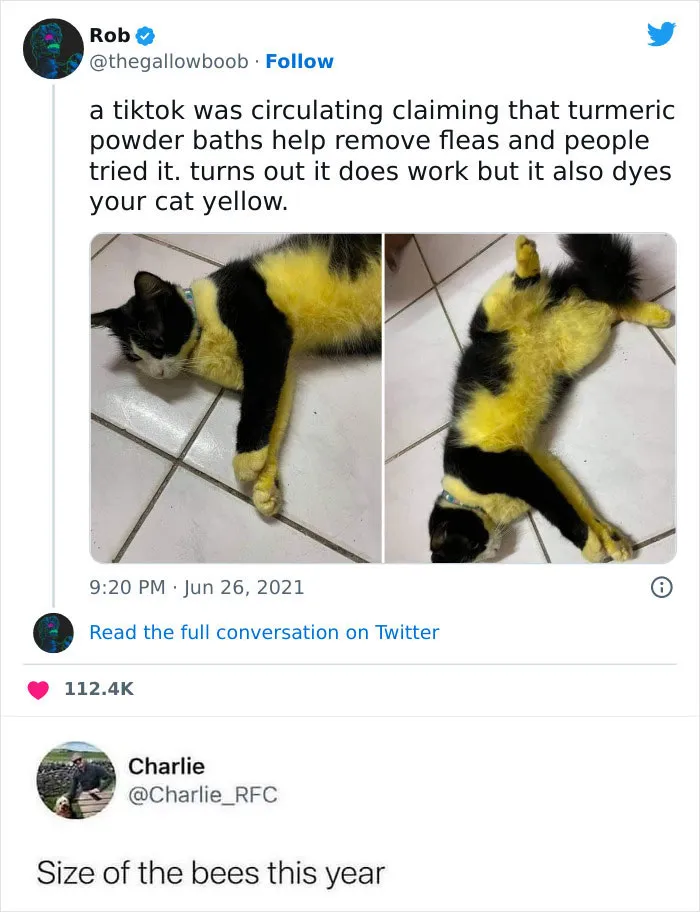 Meow_irl
