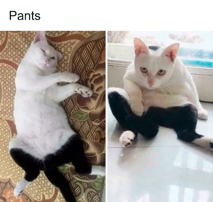 Meow_irl