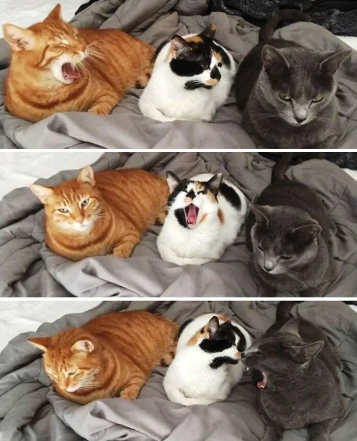 Meow Irl