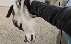 50 Times Cats Did Such Hilarious And Weird Things, Their Owners Just Had To Share The Pics Online (New Pics)