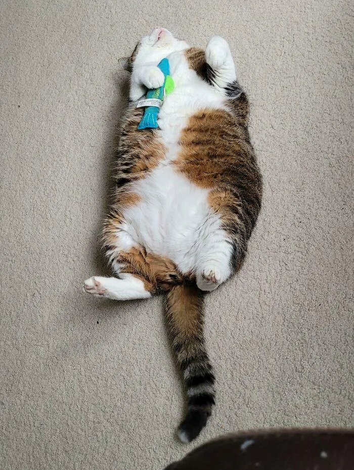 Gave My Cat His Christmas Gift Early, Here Is How He Slept After Playing With His New Fishy