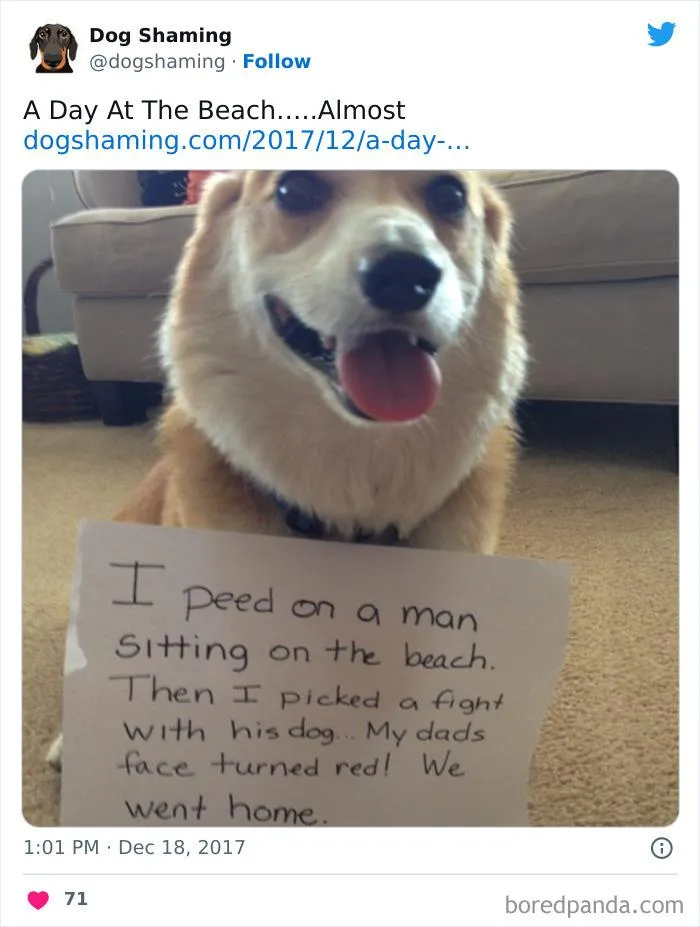 40 Times Pets Did Something Naughty And Ended Up On This “Dog Shaming” Page