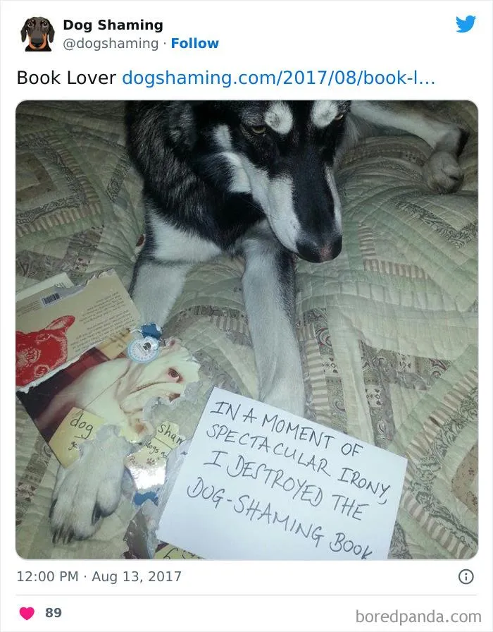 40 Times Pets Did Something Naughty And Ended Up On This “Dog Shaming” Page