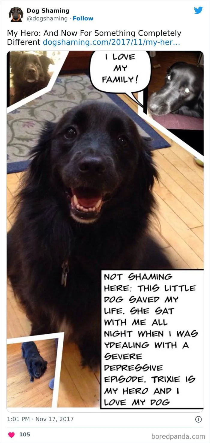 40 Times Pets Did Something Naughty And Ended Up On This “Dog Shaming” Page
