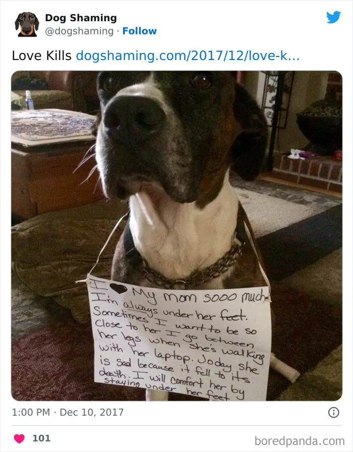 40 Times Pets Did Something Naughty And Ended Up On This “Dog Shaming” Page