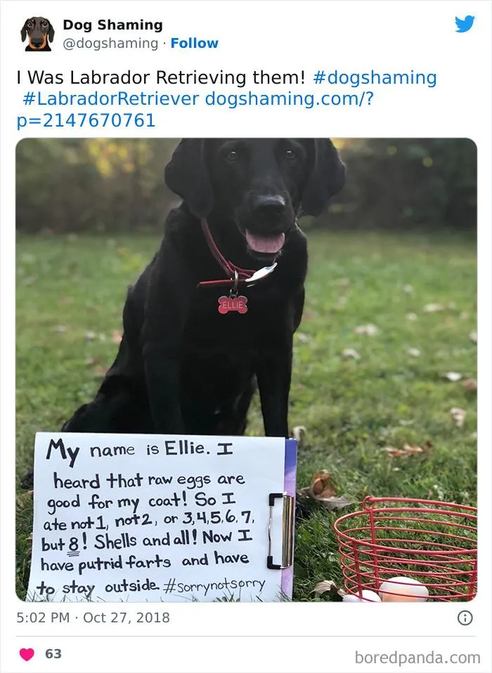 40 Times Pets Did Something Naughty And Ended Up On This “Dog Shaming” Page