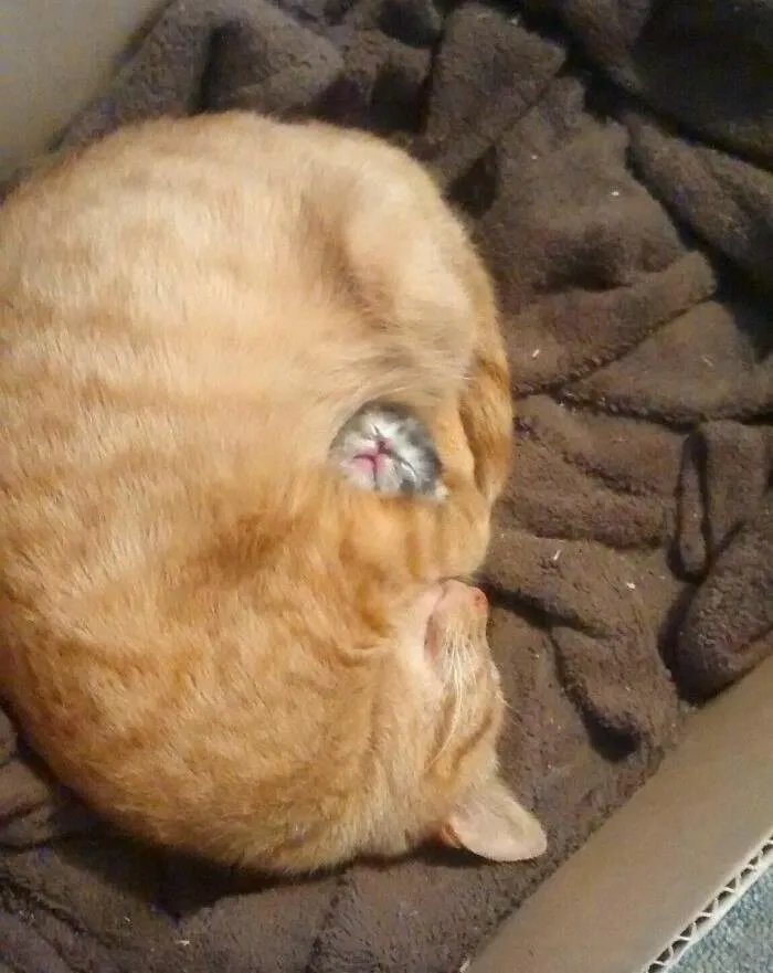 Su único gatito