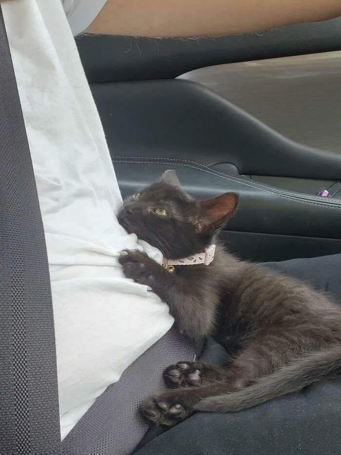 La forma en la que nuestro nuevo gatito miraba a mi marido mientras íbamos de camino a casa 