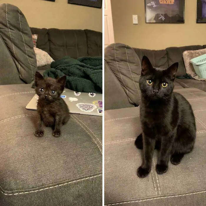 El crecimiento de mi gato 