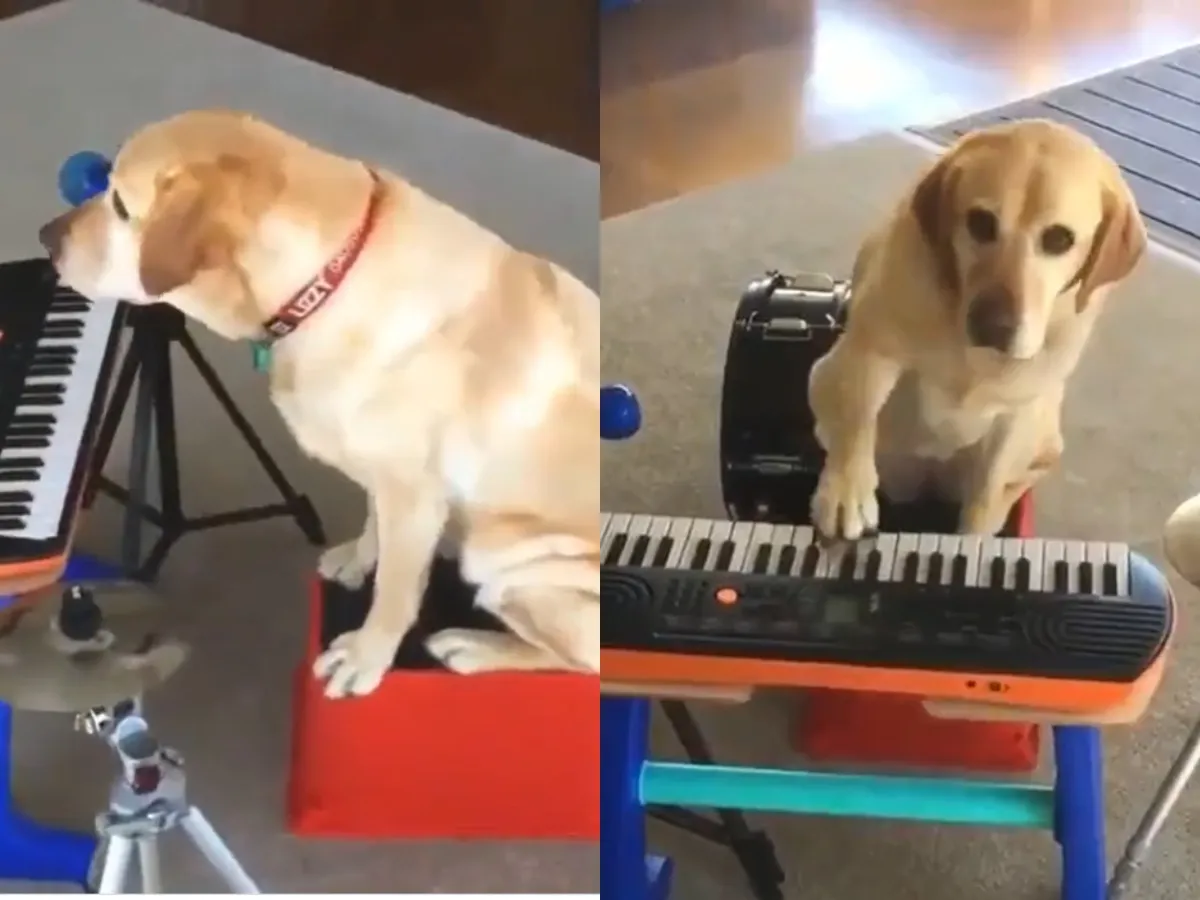 This Video Of A Dog Playing Piano Might Be The Most Incredible Thing You'll Ever See On The Internet