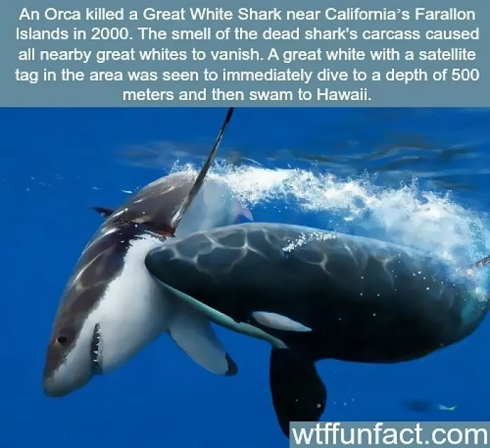 21 Creepy Facts Not For The Faint-Hearted, As Shared On This Instagram Page