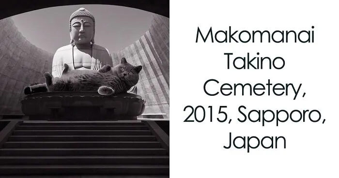 40 Best New Pics From "Cats Of Brutalism" For Anyone Who Appreciates Cats And Architecture