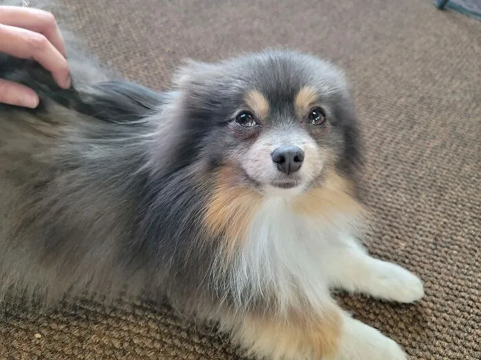 I'm A Courier, And The Best Part Of My Job Is Getting To Deliver To Places That Have An Office Or Warehouse Dog. I Didnt Catch His Name, But This Little Guy Was The Cutest Softest Nicest Lil Floof Ever! Also, I've Never Seen A Pom This Color. Super Cool
