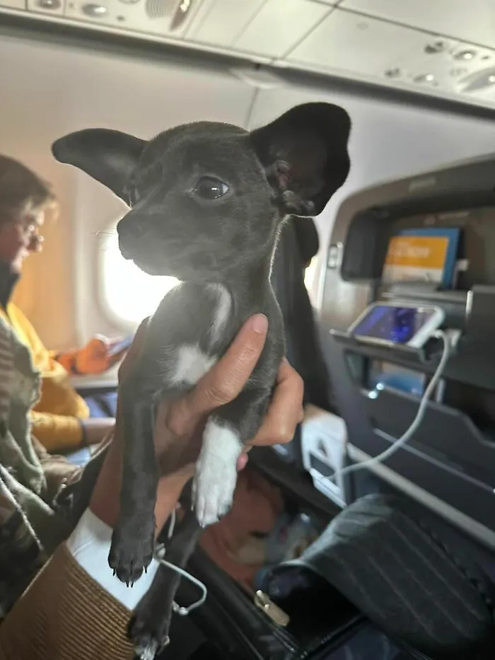 Had No Idea I Was Sitting Next To An Angel Until The Very End Of The Flight When I Heard Phoebe *squeak*